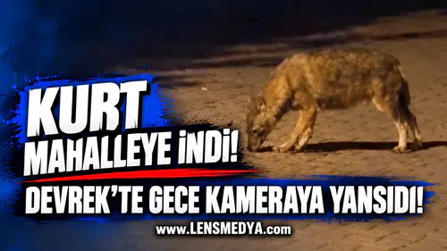 KURT MAHALLEYE İNDİ! DEVREK’TE GECE KAMERAYA YANSIDI!
