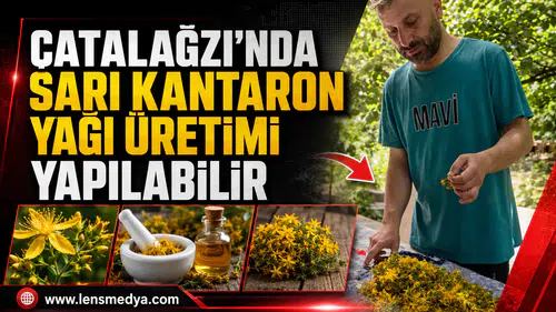 ÇATALAĞZI’NDA SARI KANTARON YAĞI ÜRETİMİ YAPILABİLİR