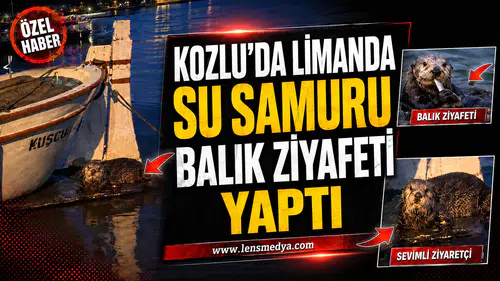 Su samuru limanda balık ziyafeti yaptı!