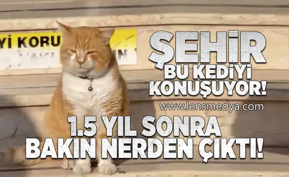 Şehir bu kediyi konuşuyor!