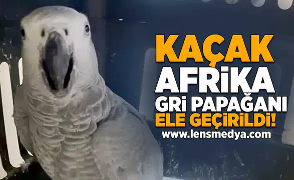 Kaçak Afrika Gri Papağanı ele geçirildi!