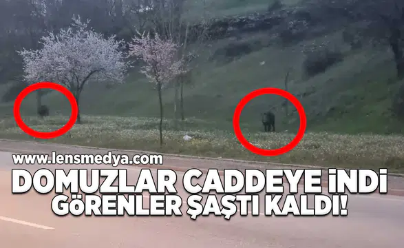 Yaban domuzları caddeye indi!