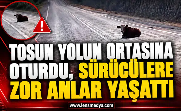 TOSUN YOLUN ORTASINA OTURDU, SÜRÜCÜLERE ZOR ANLAR YAŞATTI