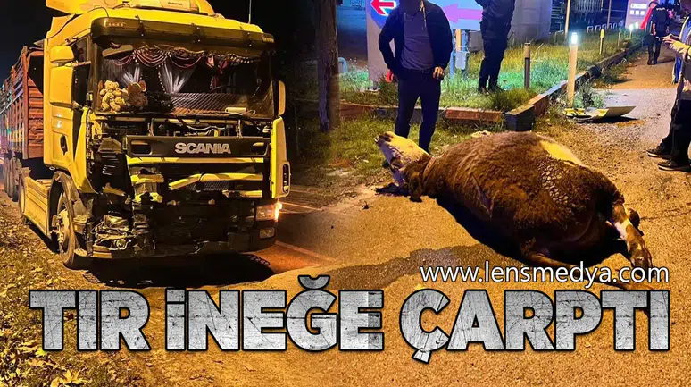 TIR ineğe çarptı... Hayvan telef oldu