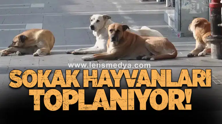 Sokak Hayvanları Toplanıyor!
