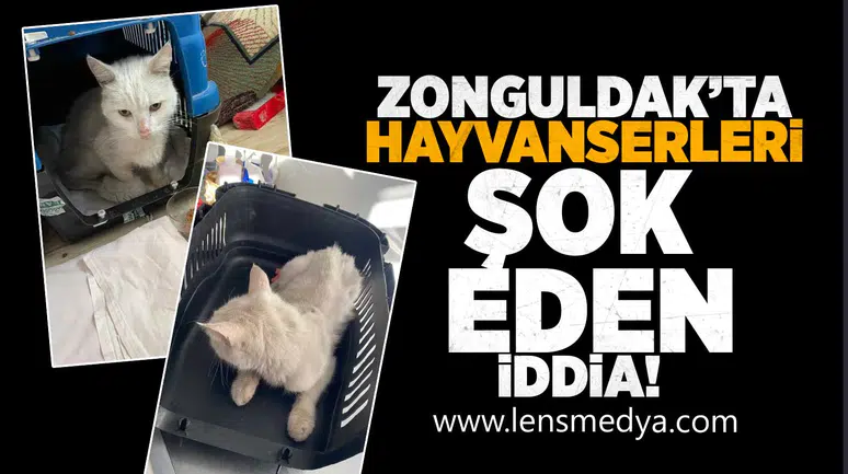 Zonguldak'ta hayvanseverleri şok eden iddia!