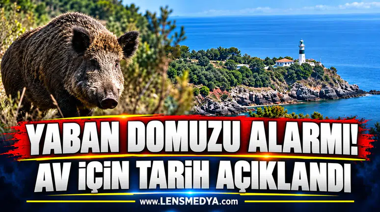 Yaban domuzu alarmı! Av için tarih açıklandı