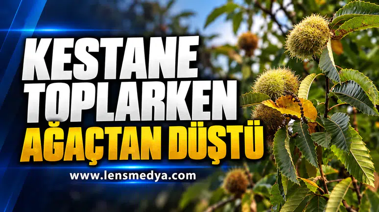 KESTANE TOPLARKEN AĞAÇTAN DÜŞTÜ