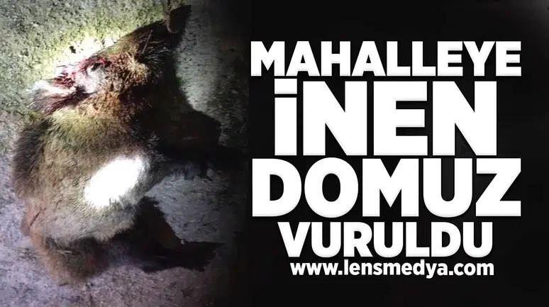 Aç kalan domuz mahalleye indi!