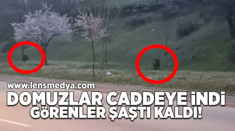 Yaban domuzları caddeye indi!
