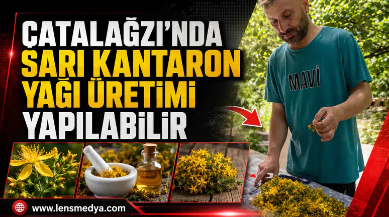 ÇATALAĞZI’NDA SARI KANTARON YAĞI ÜRETİMİ YAPILABİLİR