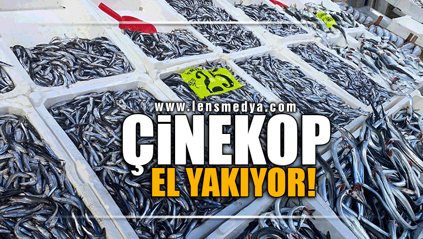 ÇİNEKOP EL YAKIYOR!