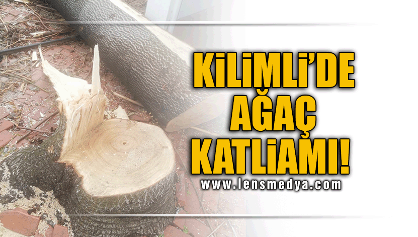 KİLİMLİ'DE AĞAÇ KATLİAMI!