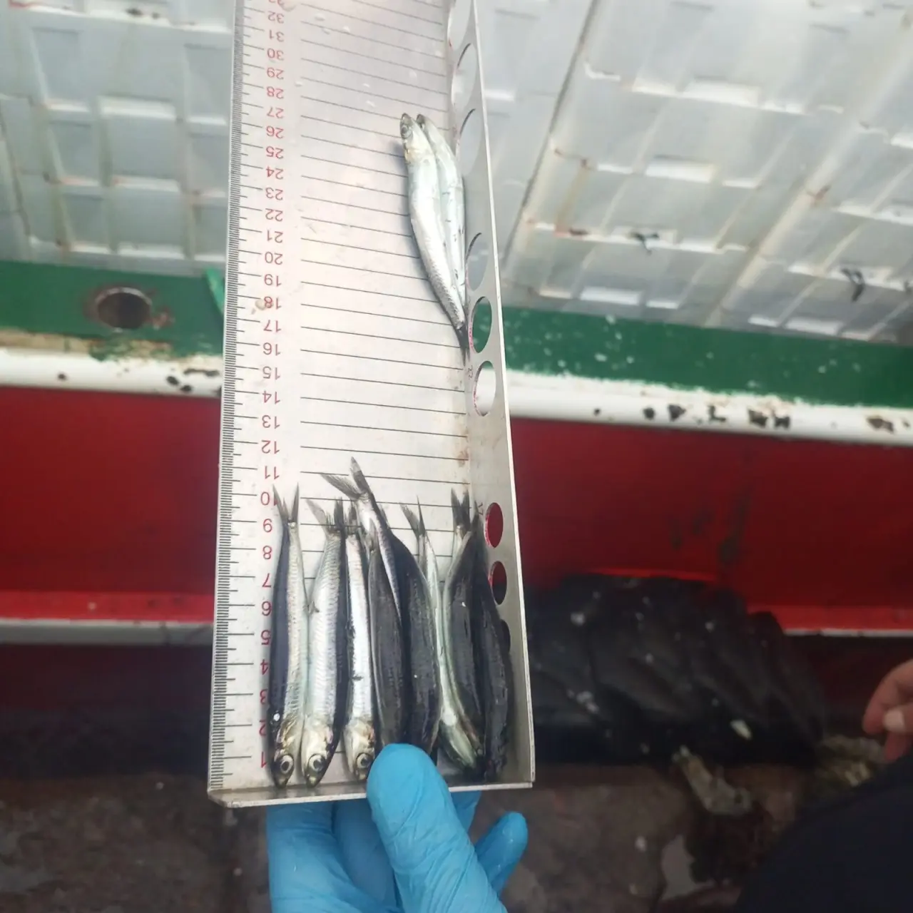 hamsi görseli olabilir