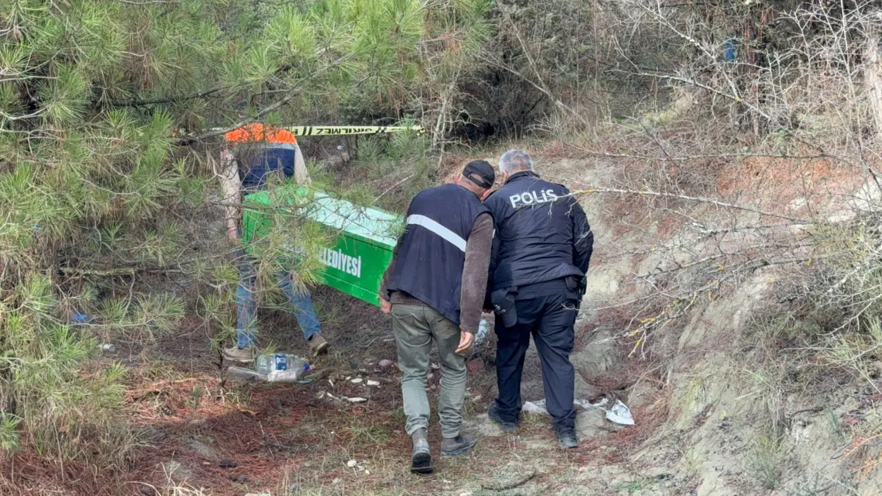 ağaç görseli olabilir