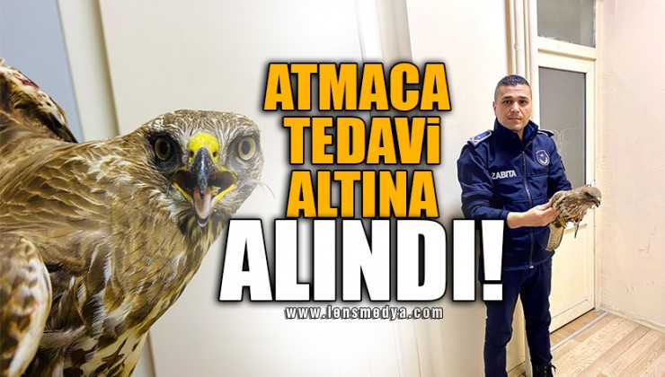 ATMACA TEDAVİ ALTINA ALINDI!